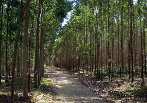 一要注意选择林地。-荆楚网 www.cnhubei.com