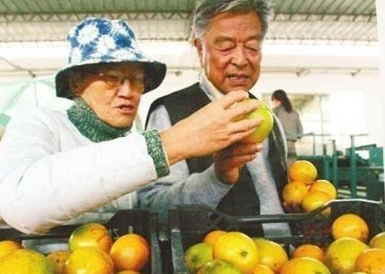 褚橙引消费者追捧:买的是水果 吃的是精神-荆
