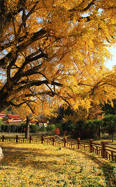 �л�������