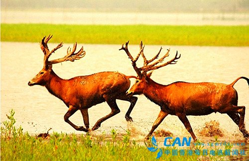 石首:一个让麋鹿和江豚迷恋的地方