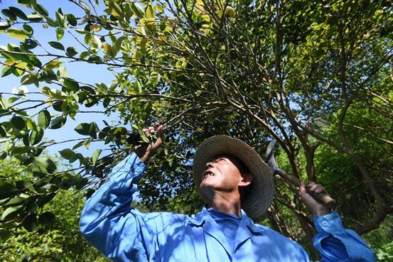 程儒林修剪油茶树杂枝