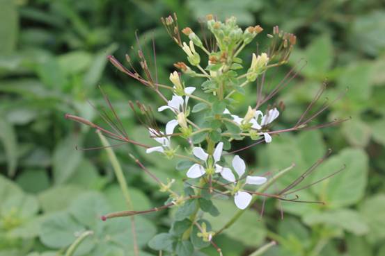 安陆白花菜