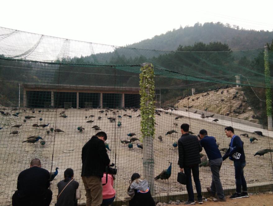 采风团成员参观石门村孔雀养殖基地