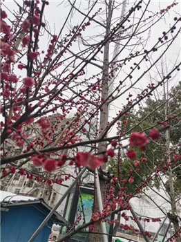 6686体育下载：雨雪恶劣天气后家庭植物养护小知识(图3)