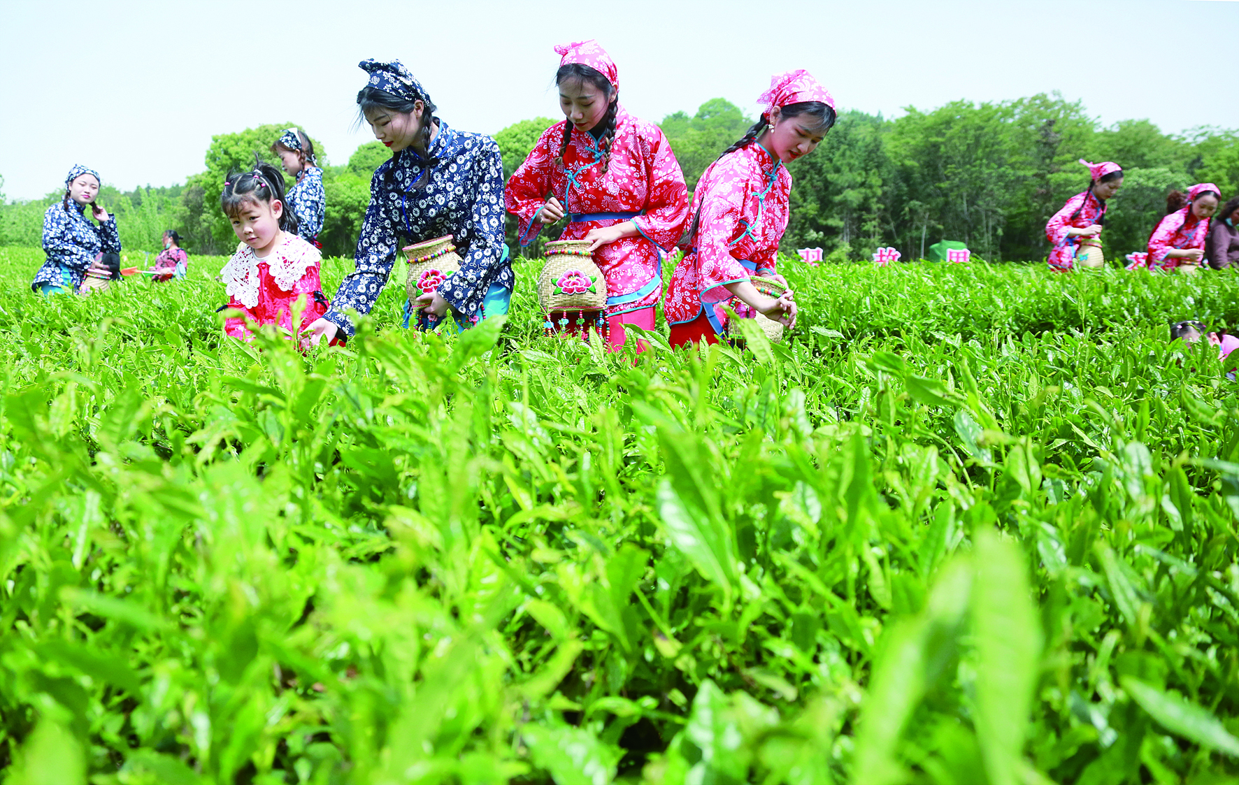 ����ɽ��ɲ��