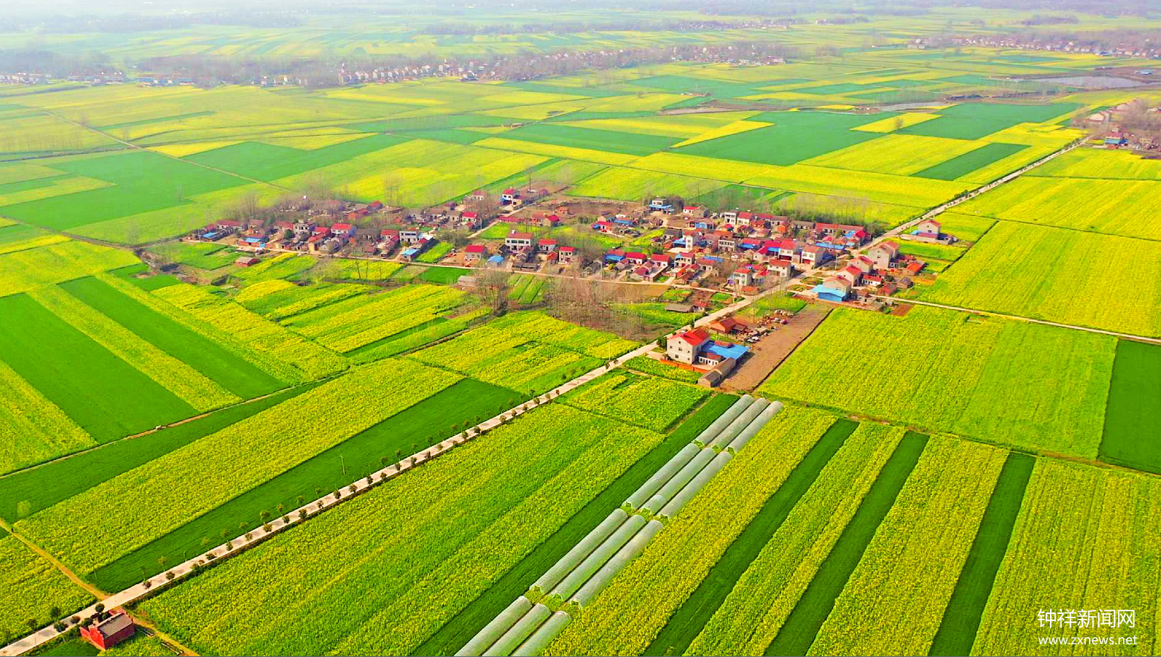 3月13日,钟祥市丰乐镇合兴村农田,麦苗青,菜花黄,一片春意盎然.