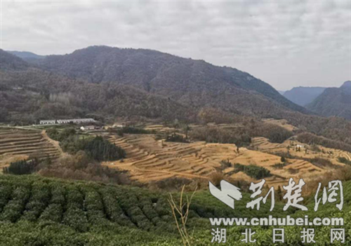 白沙河村唐家坡茶园.通讯员供图