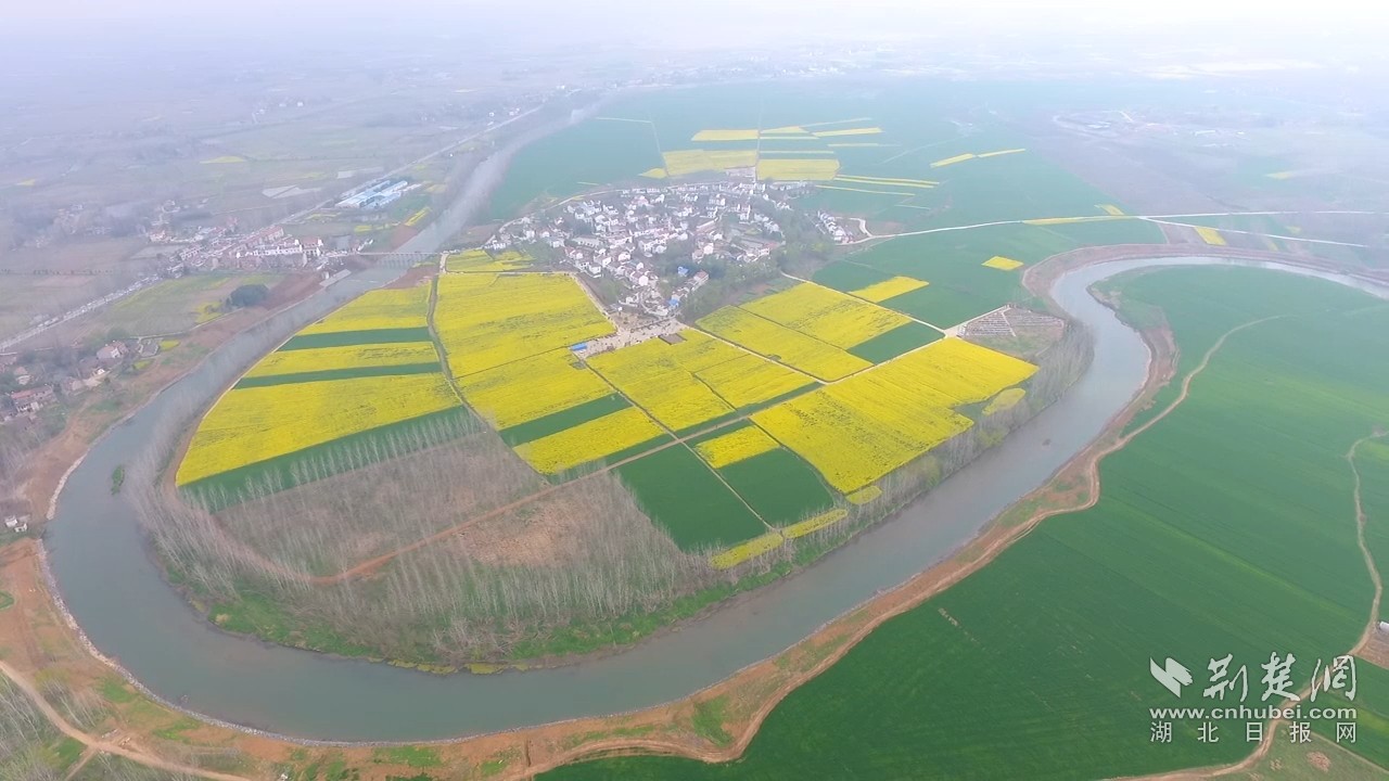 应城魏河村万亩油菜花竞相绽放!