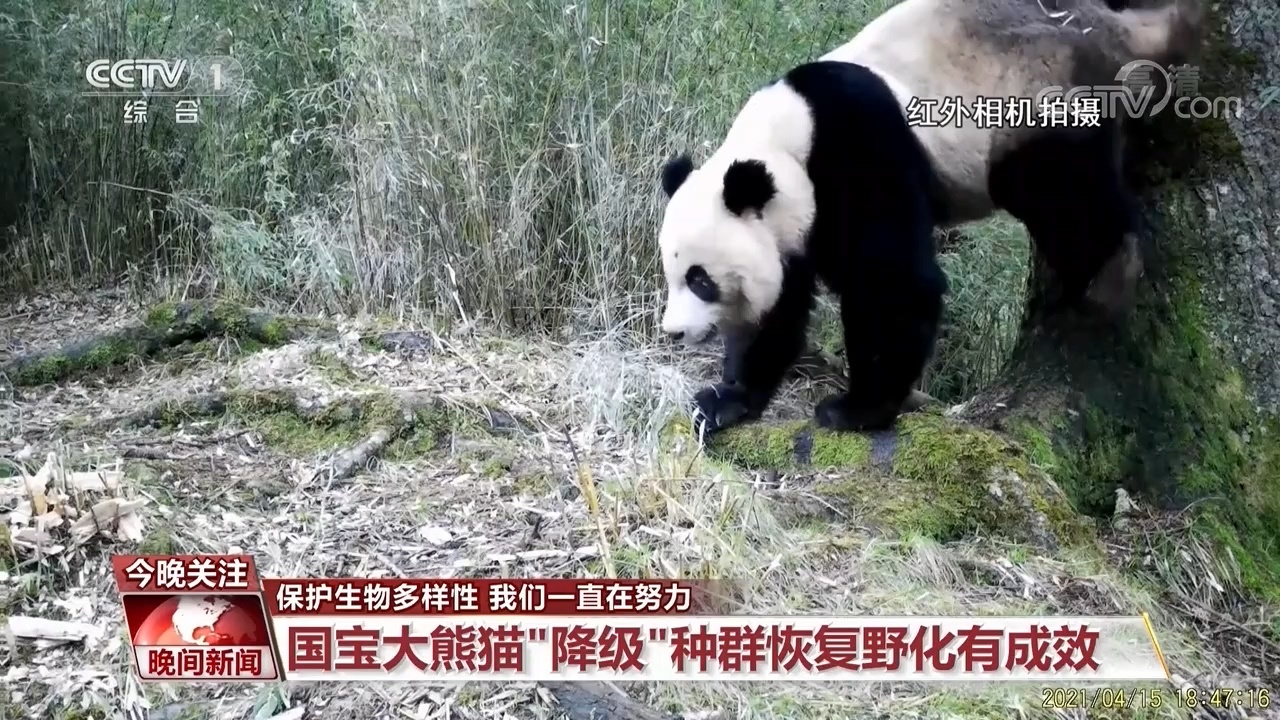 国宝大熊猫"降级" 种群恢复野化有成效