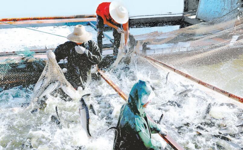 近日,松滋市纸厂河镇王家大湖农场开捕"今秋第一网鱼",不仅吸引了来自