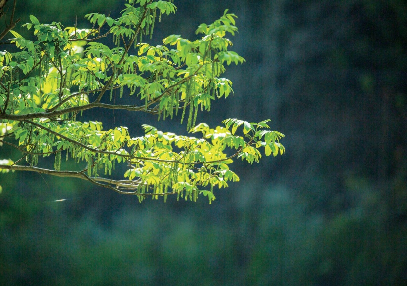 只此青绿四月天