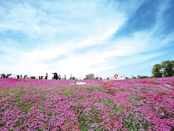 前日,游客在郧阳区中华水园景区同心广场的芝樱花海
