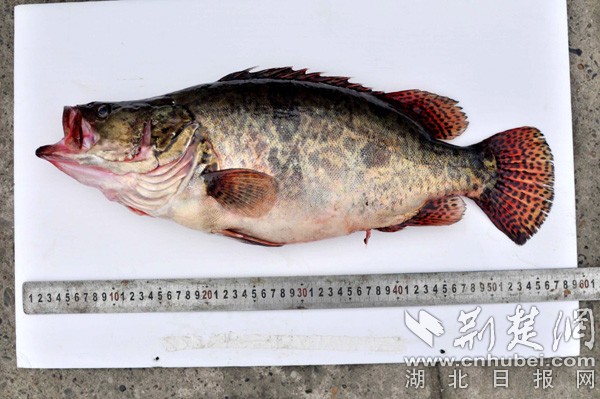 丹江口水库捕获一条野生"鳜鱼王"长60厘米 重6斤