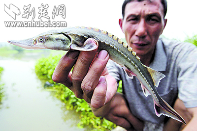 排污沟又见中华鲟(图)