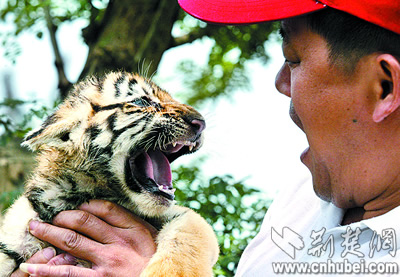 满月小虎初显威首次露面吓跑大丹犬图