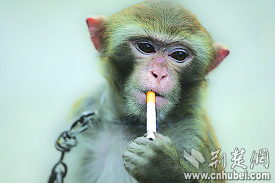 游客爱敬烟小猴上了瘾 戒烟忙煞饲养员(图)