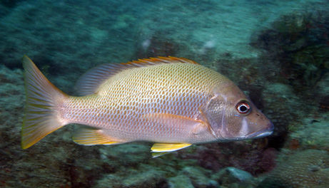 这种看上去像笛鲷科的鱼是在巴西阿波罗荷斯浅滩中拍到的,它靠这此