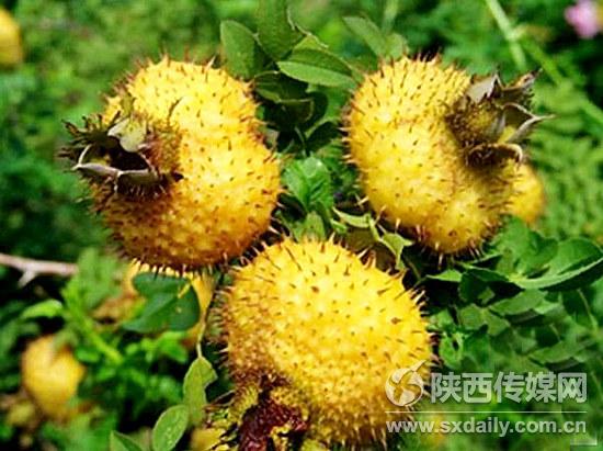 全国最大的野刺梨果汁罐装饮品在陕西投产上市