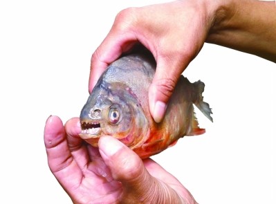 武汉鹦鹉洲捕起"食人鱼"?专家:是淡水白鲳(图)