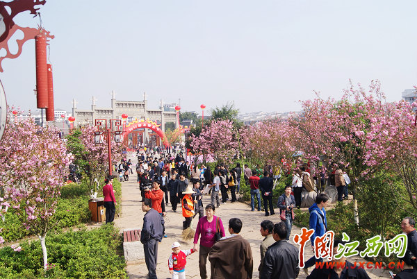 赣州赣县樱花节图片