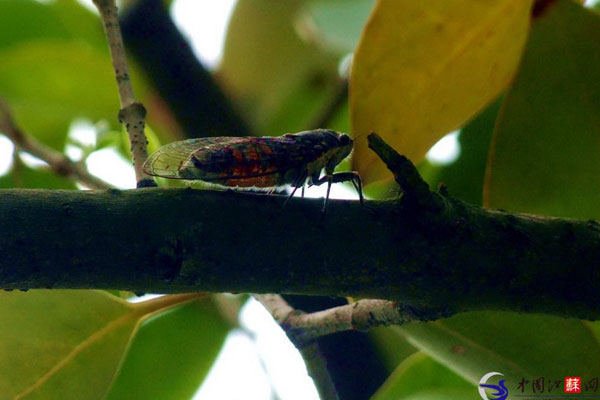 南京幕府山林蝉声一片夏蝉错把春天报