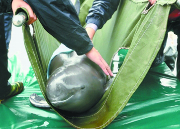 长江干流江豚首次迁地保护 直击捕捞运输全过程