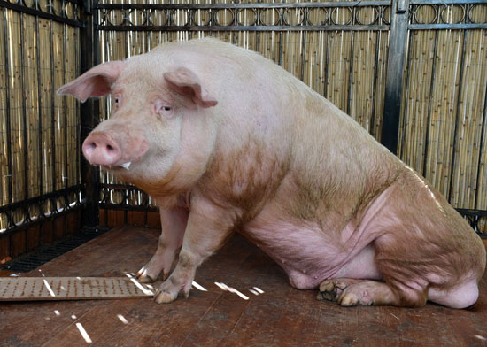 乌克兰巫师猪预测欧洲杯成功预言俄罗斯胜捷克