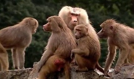 公园狒狒静坐绝食背对游客有人推测是ufo导致组图