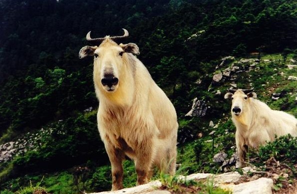 四川国宝动物六不像大量死亡 专家调查无果(图)