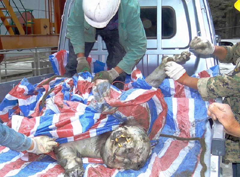 准备把死亡的野生大熊猫运送到熊猫基地.图片来源:四川新闻网