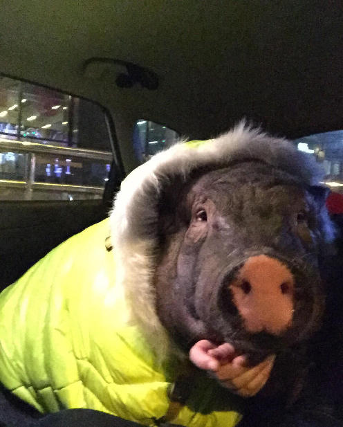 170斤宠物猪夜夜搂着女主人睡 男主人睡哪呢(组图)