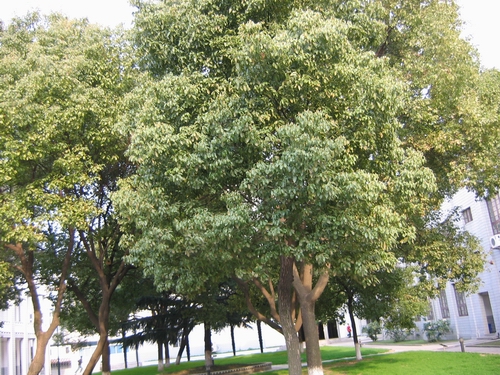 盐城市市树图片