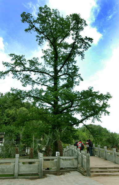 天下第一杉水杉王