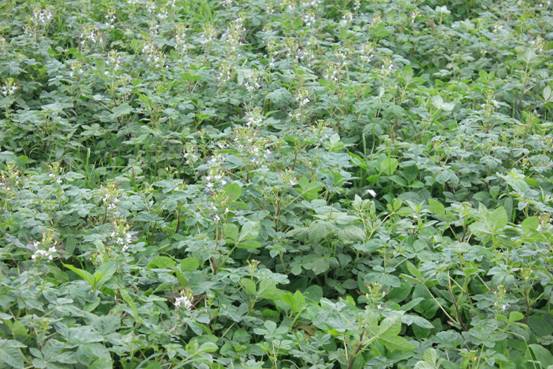 安陆白花菜