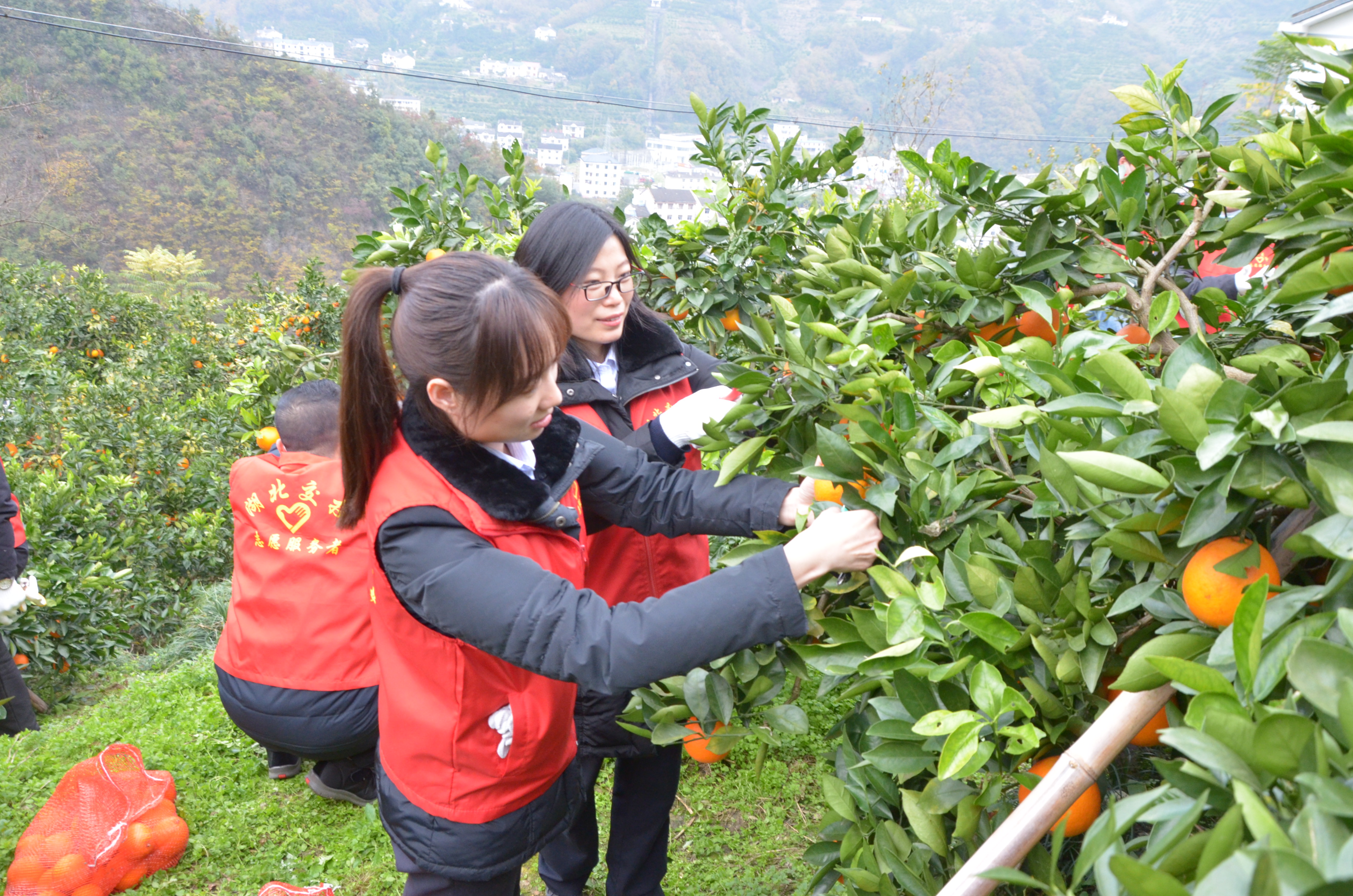 助农采橘促增收宜恩运营公司开展志愿扶贫活动