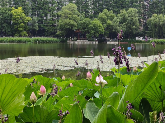武汉小南湖公园图片