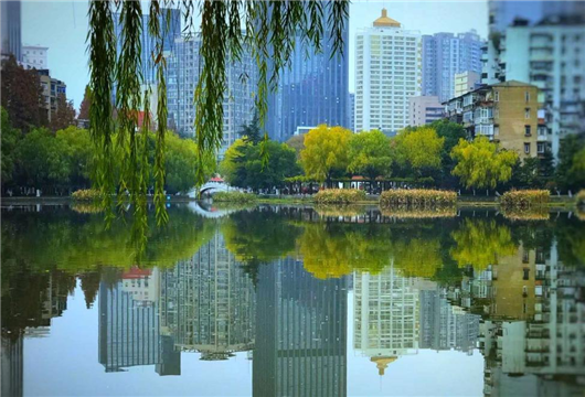 小南湖公园水清岸绿 引得白鹭来"安家"_荆楚网