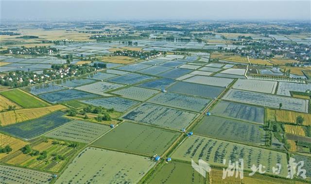 鄂北岗地变鱼米乡