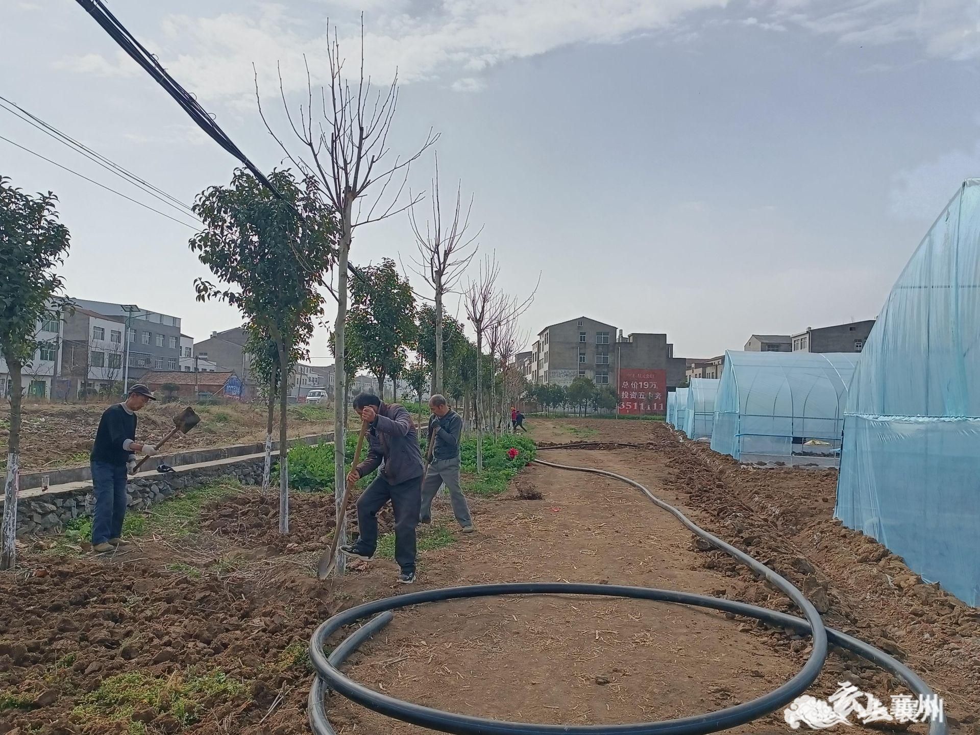 伙牌镇湾子村：大棚蔬菜搭上电子商务“快车”